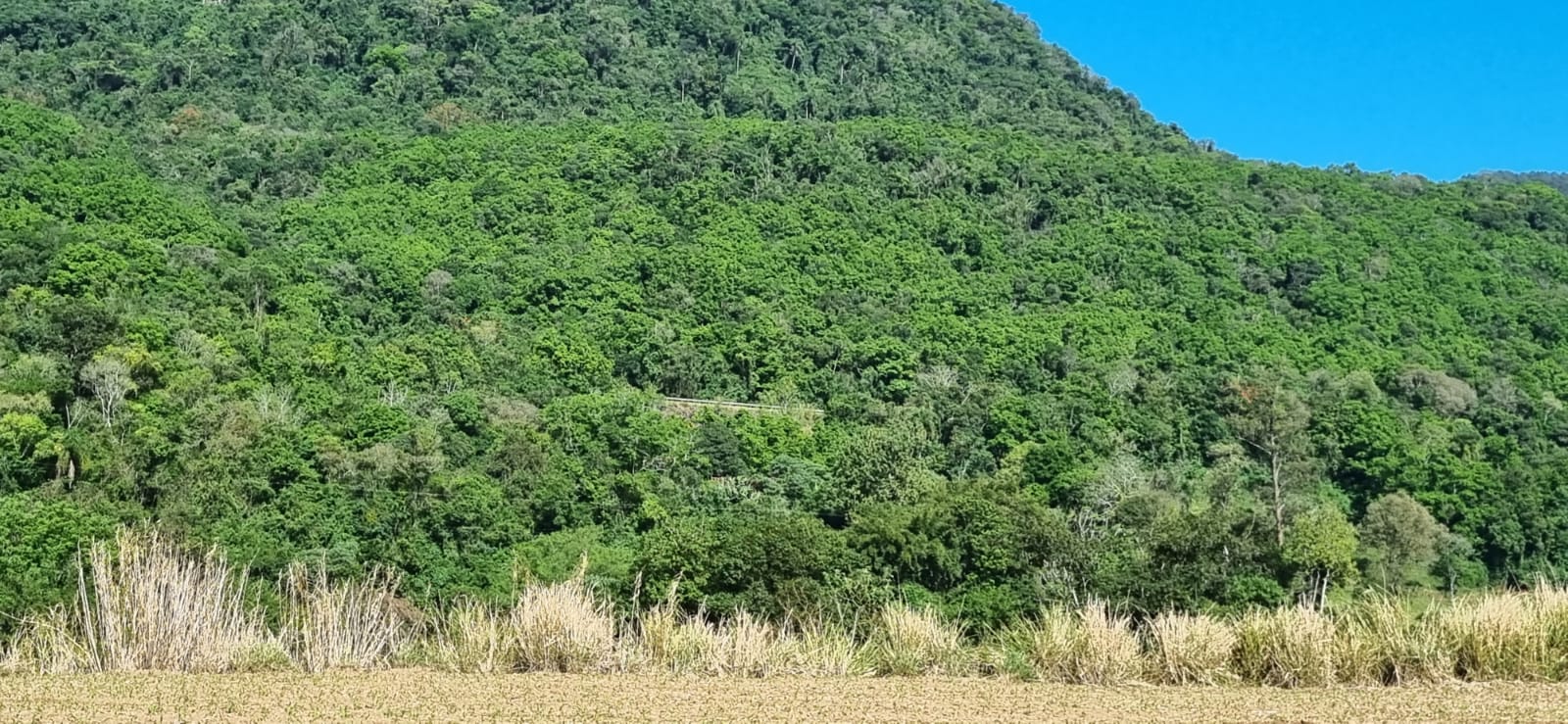 uva japonesa na paisagem